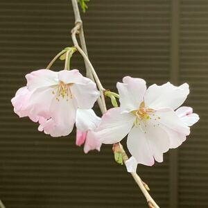 かみやましだれ桜　接木苗　１本1,800円　一重咲き　早咲き　強健種　日本花の会認定　神山しだれ桜　桜　