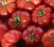 即決★トマト　フィオレンティーノ　約１０粒　栽培用種子★同梱可