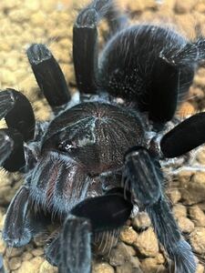 Pamphobeteus sp. “Manabi”タランチュラ　LS11cm程 ムカデセンチピードウデムシローチゴキブリ奇蟲ナナフシダンゴムシメルラネラ蜘蛛あり