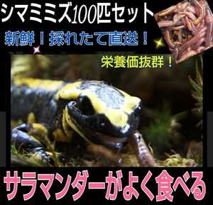 サラマンダーの餌に！新鮮！採れたて直送！シマミミズ100匹セット 良く食べます！栄養満点！爬虫類の餌、亀の餌、観賞魚の餌、釣りの餌に