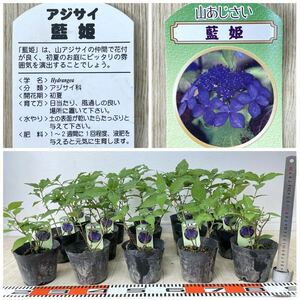 【山アジサイ　藍姫　15鉢セット　3.5号　現品　送料無料】