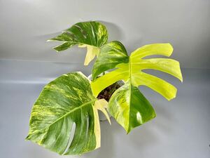 「13」モンステラ　ボルシギアナ　オーレア 斑入り傷あり Monstera borsigiana Aurea Variegata 