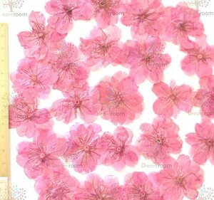 押し花 素材 ドライフラワー リーフ クラフト レジン　DR010Y 桜　ピンク染