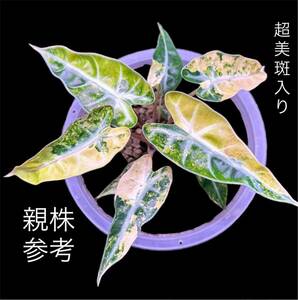 T8 アロカシア バンビーノ 斑入りAlocasia Bambino Aurea Variegated 組織培養 順化済