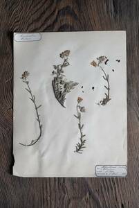 ローヌ地方より 古い植物標本 押し花 / 19世紀・フランス / 古道具 古物 アンティーク 絵画 オブジェ 13