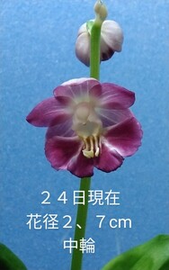 颯　　パトラの夢?　開花中８０（えびね・エビネ・春蘭・寒蘭・山野草 )