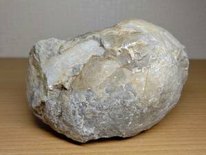 【不明】◆1.2kg◆ 化石 原石 貝 鑑賞石 自然石 天然石 紋石 鉱物 置物 水石