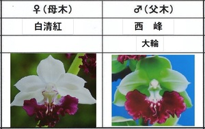 60えびね欄　４５３　白清紅×西峰　1-2作以降初花見込苗　山野草エビネラン