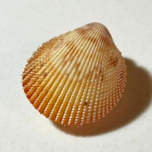 アメリカキイロザル　ザルガイ　貝殻標本　標本　シェル　貝　コレクション　Trachycardium muricatum 研究　shell 二枚貝