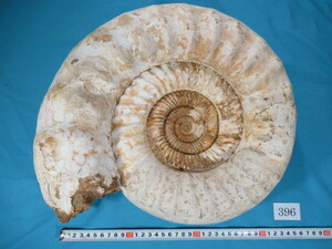 ◆アンモナイト◆Kranaosphinctes◆マダガスカル◆35cm◆No.396