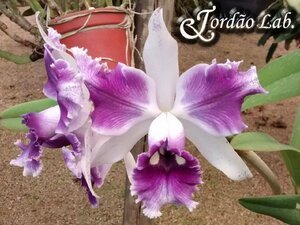 C. (Dipozzi Tiziano coerulea x purpurata coerulea flamea) 洋蘭