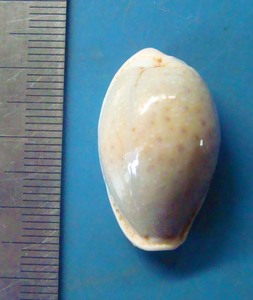 貝 標本 オミナエシダカラ 27mm