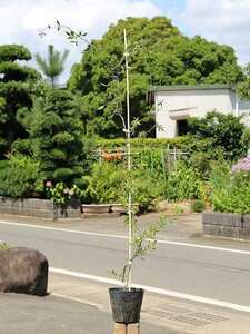 モッコウバラ 黄色 1.5m長尺 15cmポット 苗木