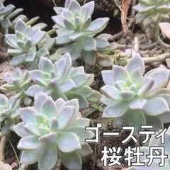 ゴースティー 直径5cm1頭 グラプトセダム 多肉植物 桜牡丹