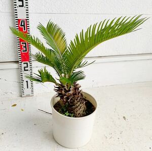 ソテツ　約:30cm 【sago palm/蘇鉄/そてつ/ヤシの木/庭木/お祝い/幹太/南国風/ドライガーデン/ドラセナ】243075