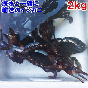 【海水ごと輸送】生出荷！食用イシガニ 石蟹２kg 活状態での梱包 松島牡蠣屋 漁師の店長自ら漁獲です！目安２ｋｇで20杯程度　配送地域限定