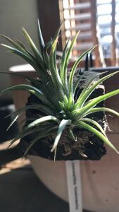 エアープランツ エアプランツ Tillandsia ティランジア チランジア グァテマラ　イオナンタ