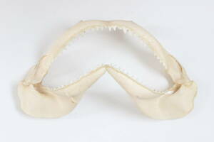 サメ　鮫　剥製　歯　顎　牙　中古