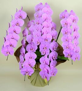 HS　胡蝶蘭　コチョウラン　贈答用　ギフト　大輪　5本立て　お花の数65輪以上（つぼみ込み）花の色　ピンク　送料無料