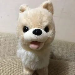 イワヤ　犬 ワンちゃん お散歩 歩く だっこでペロ　キュートなポメちゃん 柴犬