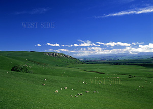 【 送料当社負担 】羊の放牧　ニュージーランド　風景写真　額縁なし　A4サイズ写真　辰巳玄洋　作品