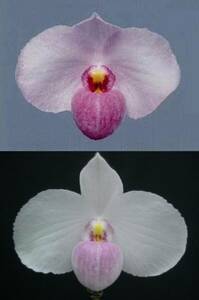 洋蘭パフィオPaph.delenatii(