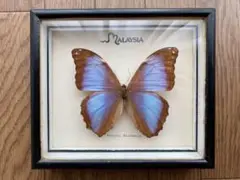 Morpho deidamia モルフォ蝶 ディダミア 標本