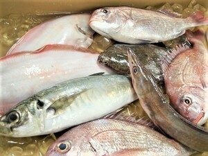 黒潮鮮魚 漁師におまかせ 旬鮮魚セット 中 業務用 料亭 居酒屋 御用達 刺身 煮魚 焼魚 送料無料 宇和海の幸問屋