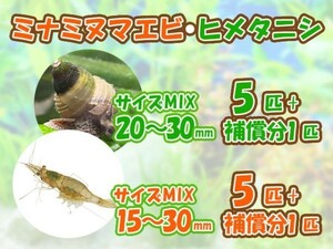 [送料無料] ミナミヌマエビ 5匹＋補償分1匹 ヒメタニシ 5匹＋補償分1匹 成体 観賞 飼育 コケ対策 残エサ処理 生餌 甲殻類[3173:gopwx2]