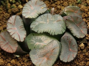 ■[W078]ドラゴン系錦実生　実生　未繁殖　ヤマト運輸 【多肉植物　Haworthia　ハオルチア　ハオルシア】