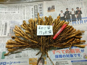 ｍｎ15−500・むかご一本苗・15ｇ未満（目安10〜15ｇ）の種芋・自然薯種芋・500本・殺菌剤処理済！