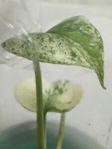 【veilplants】高級培養株モンステラデリシオーサ　ホワイトモンスターミント斑天津蘭　Monstera deliciosa White Monster 植物研究所直送