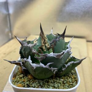 希少種 Agave titanota FO-076 アガベ　チタノタ オテロイ　FO-076 Oteroi SuperBall多肉植物 アガベ　オテロイボールタイプ強棘 ゴリ猫 