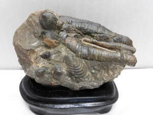 ミホエンシススカラリテス化石（笠貝＝ルーム貝入り＝殻付き）北海道、小平産
