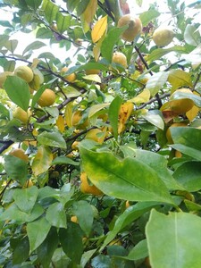 今年も最後に近づいて来ました。レモン　ほぼ無農薬です 和歌山産　品種かわりました。