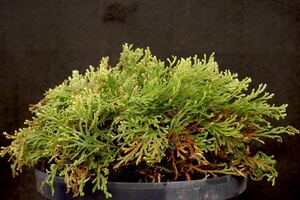 山野草 いわひば 茜の華　6号鉢植え　ゆうパック発送