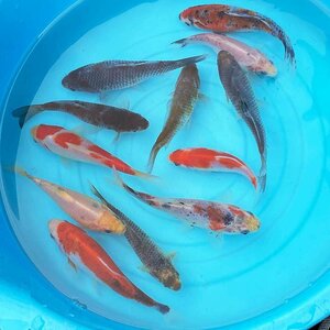 金魚 鮒金（3匹）約10cm～15cm前後 フナ金 ふな金 和金 新潟産 フナ ハイブリッド金魚 金魚 生体