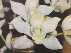 洋蘭原種　Cym.insignea,alba’AM/AOS x self