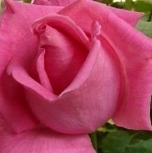 市場に出回らないレア品種【ディム和子】英国より女性最高勲位の称号を与えられたバラ