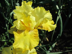 ◆二季咲き ジャーマンアイリス 1球 品種：バックイート