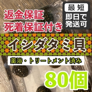 【80個＋α】★イシダタミ貝★海水魚水槽のコケ取り貝 ■兵庫県産■普通のシッタカ貝よりも茶ゴケに強い◆