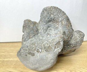 ■ アンモナイト 化石 サイズ約18×16×19㎝ 重量 約5.6Kg (B-5) ★