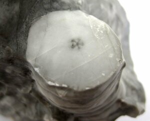 日本の化石　岐阜県金生山のウミユリ/芯に星形模様