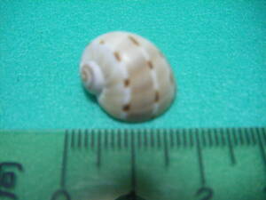 天然採取の貝殻　「フロガイ」　標本Ｓ１１　超美品