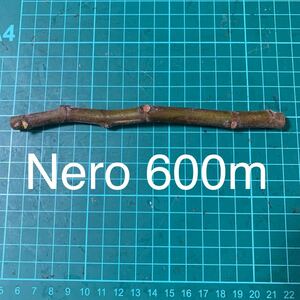Nero 600m穂木　イチジク穂木 いちじく穂木 