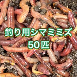 釣り餌用シマミミズ50匹