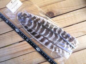 ●●● Zebra Turkey Quills ターキークイル ●●●