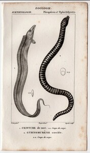 1816年 Turpin 自然科学辞典 銅版画 魚類学 タチウオ科 タチウオ ウツボ科 ゼブラウツボ 博物画