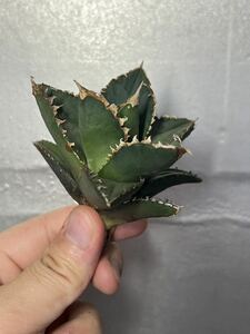 多肉植物　【特選】　アガベ　agave titanota チタノタ『狼人』　1