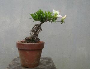 小品　根上がり　さつき盆栽　　◆小太郎◆　　鉢　　　３号深